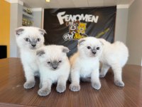 YENİ SCOTTISH FOLD YAVRULAR BRITISH YAVRULAR ANKARA 