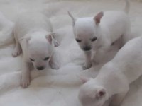 Teacup chihuahua bebeklerimiz