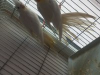 Albino lutino takım sultan papağanı