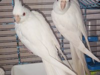 Bir Çift Orijinal Albino Kırmızı Göz Sultan Papağanı