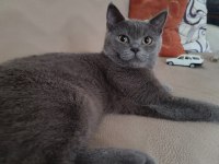 Full şecereli british shorthair blue point