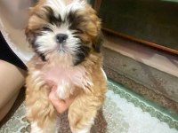 A kalite shih tzu yavrular