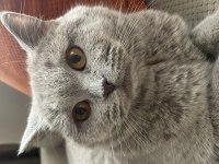 British shorthair kedimiz 1 yaşında