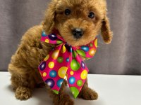 TOY POODLE 1 DİŞİ VE 1 ERKEK