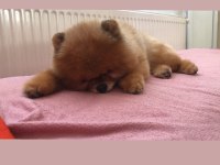 Pomeranian Boo Yavrularımız