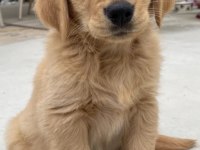 Yavru Sahibi Arıyor Golden Retriever