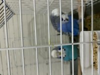 HAZIR EŞ ÇİFT ERKEK JUMBO DİŞİ ÇEK MUHABBET KUŞU