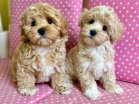 F2 MALTİPOO YAVRULARI