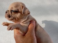 French bulldog yavruları