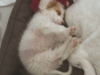 Maltipoo yavru köpeğimiz