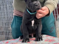 Dolandırılmaya Son Heryerden Elden Teslim Cane Corso
