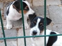 Kısa bacak saf kan jack russell yavrular