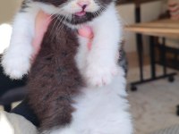 British shorthair kedisi için ulaşın