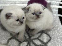 Teslime hazır british shorthair