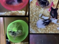 Bize Ulaşın Hamster Adresinize Gelsin