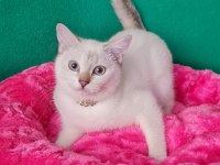 Lingspoint British Shorthair