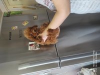 Altı Aylık İki Dişi Kore Poodle