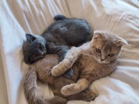 Eş ilanı scottish fold