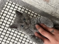 Yavru British Longhair