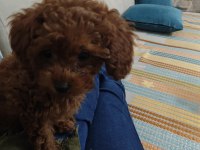 Toy poodle kore