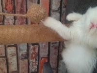 2,5 aylık british longhair erkek yavrumuz