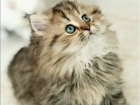 British saf kan longhair