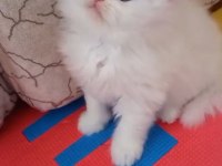 British shorthair ERKEK