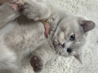 Safkan British Shorthair Lilac Yavru