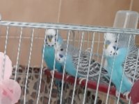 10 adet muhabbet kuşu
