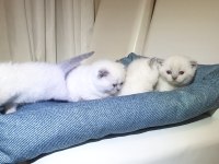 Scottish Fold Yavrular
