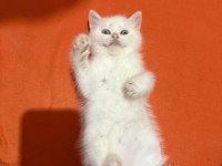 Dünya Güzeli British Shorthair bebeklerim