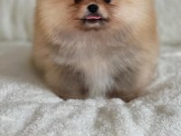 Mükemmel Ayıcık Surat Boo Pomeranian