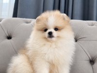 Erkek pomeranian boo party colour