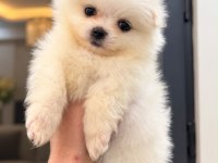 Pomeranian Boo