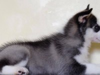 HUSKY SİBİRYA YAVRULARI