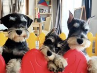 FCI secereli Schnauzer yavruları