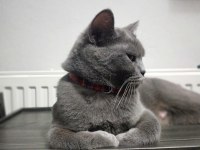 Yetişkin british shorthair dişimizi sahiplendirmek istiyoruz