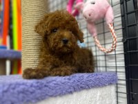 ÜNLÜ ÜRETİCİ KORE’DEN ANKARA’YA POODLE