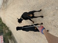 DOBERMAN YAVRUSU İSTEYENLER