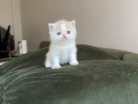 Exotic shorthair snoopy dişi bebek