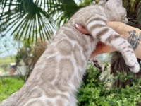 Silver Mink Erkek Bengal Kedisi 3 aylık