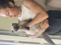 Mavi gözlü çikolata renk scottish fold yavrumuz