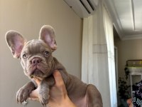 EGZOTİK FRENCH BULLDOG YAVRULAR
