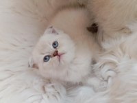 Scottish Fold Blue Point