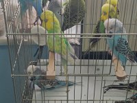 Show jumbo muhabbet kuşu