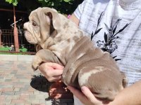 SİTENİN EN RENKLİ EN MÜTEVAZİ BULLDOG ŞEKERLERİ