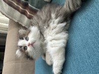 1.5 AYLIK BİRTİSH LONGHAİR YAVRU KEDİMİZ
