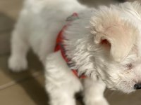 Maltese Terrier 3 Aylık