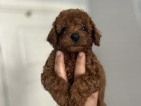Toy poodle kore kan