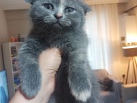 İran Blue Point kırması melez kedimiz